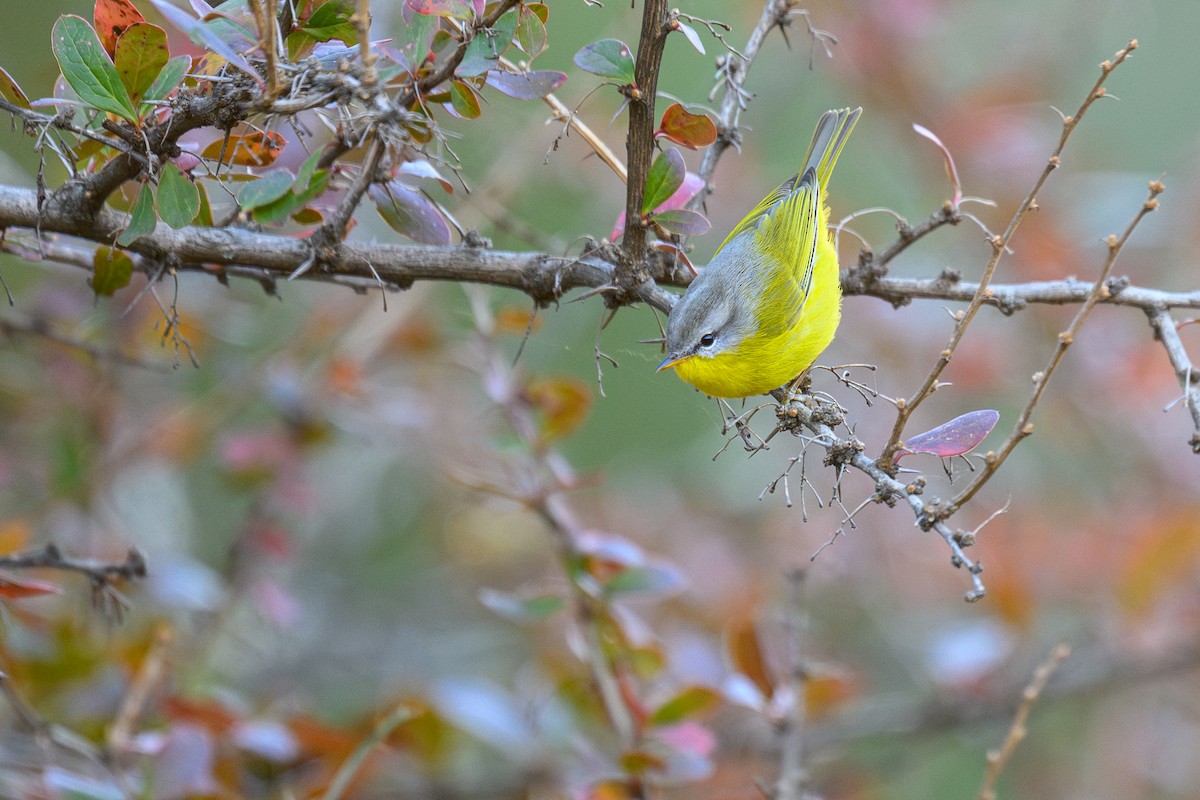 Gray-hooded Warbler - ML627836371