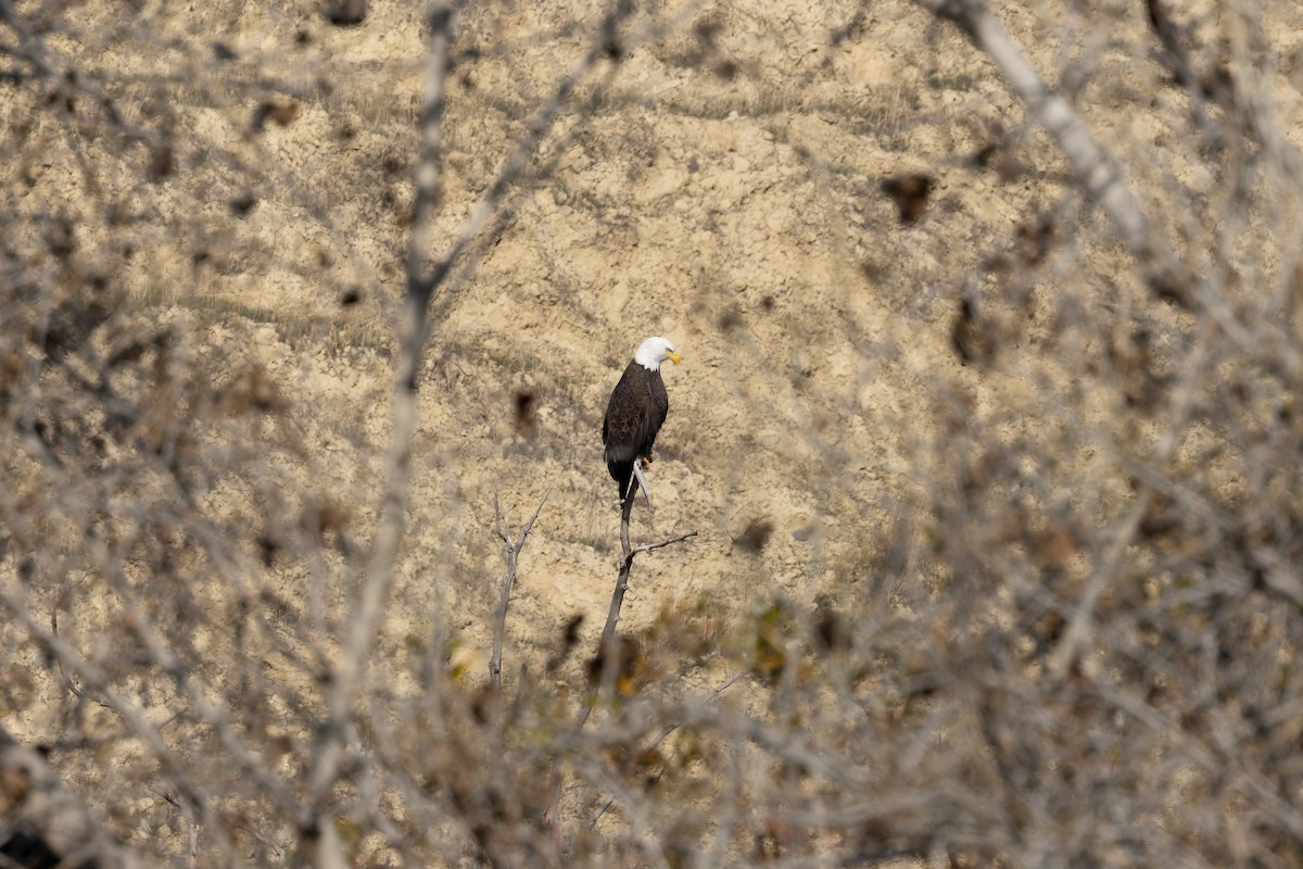 Bald Eagle - ML627836379