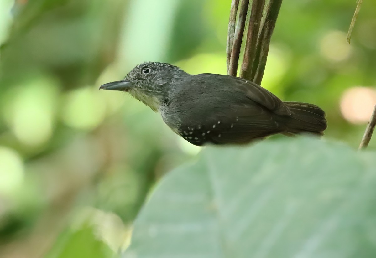 Spot-crowned Antvireo - ML627836391