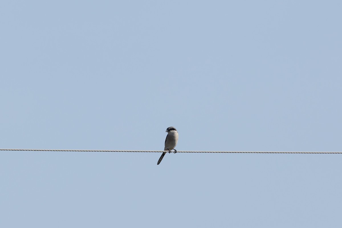 Loggerhead Shrike - ML627836393