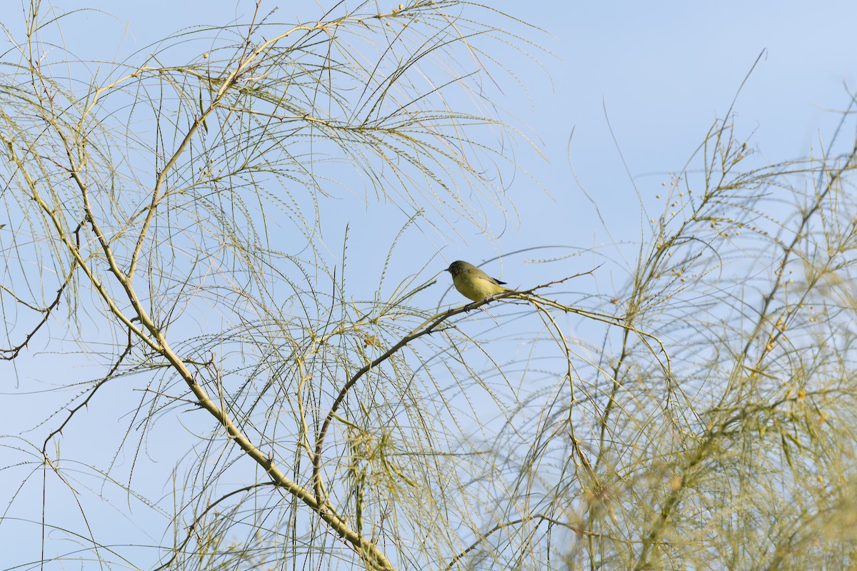 Orange-crowned Warbler - ML627836395