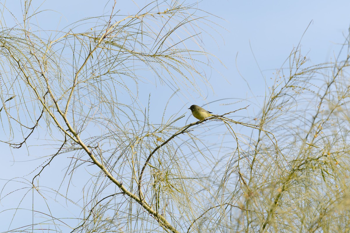 Orange-crowned Warbler - ML627836399