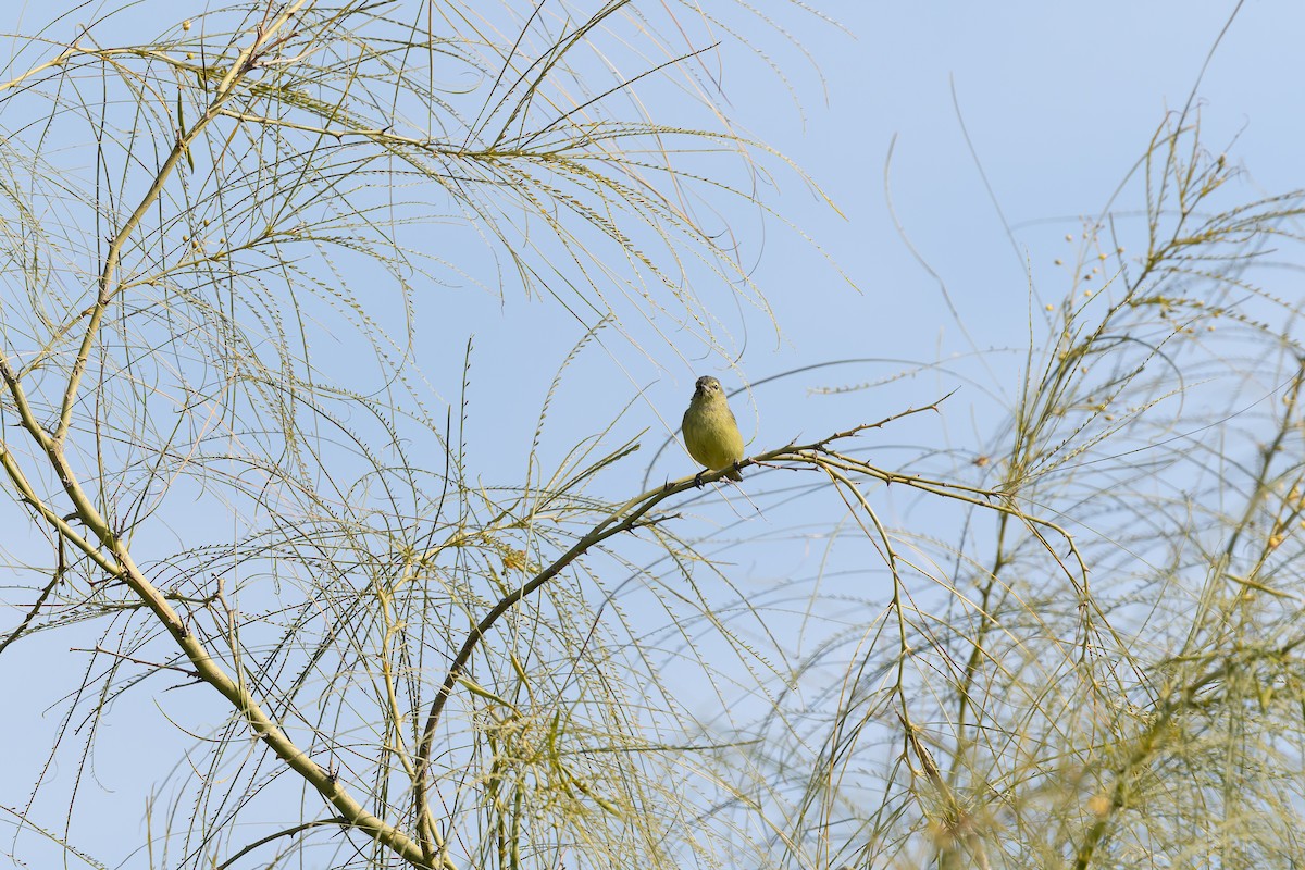 Orange-crowned Warbler - ML627836402