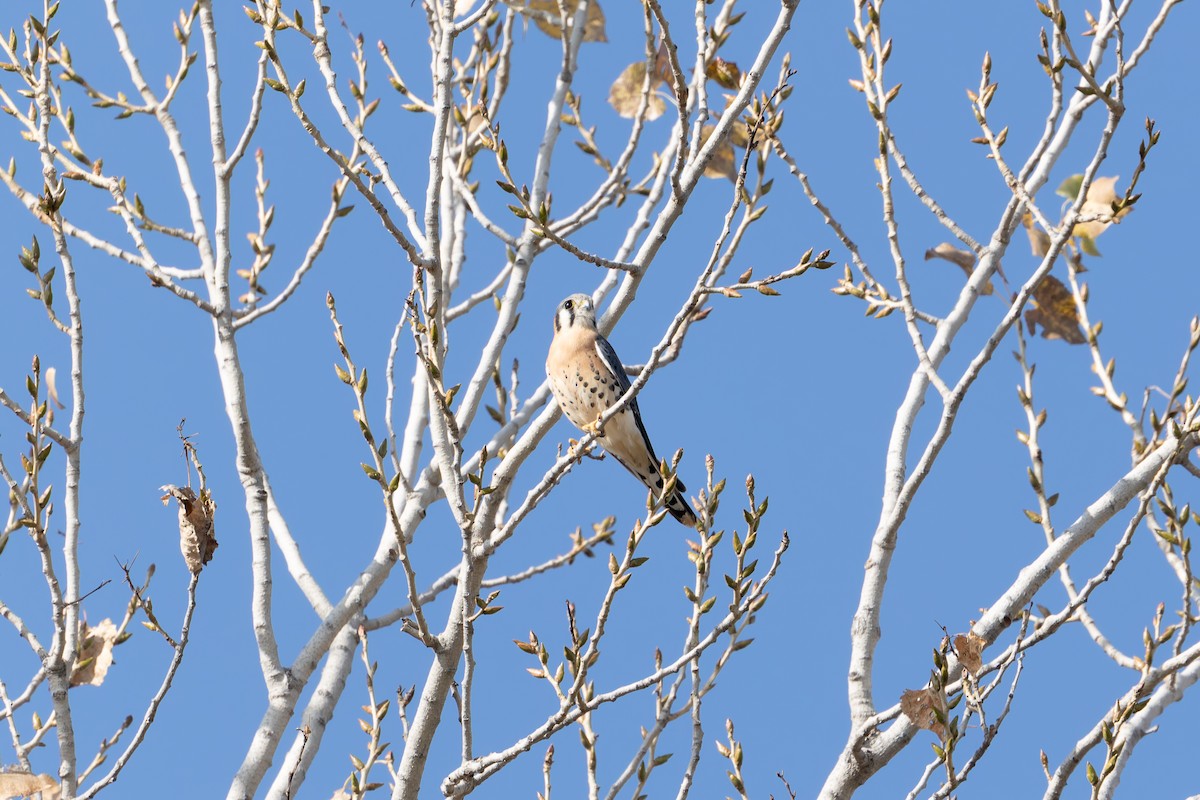 American Kestrel - ML627836408