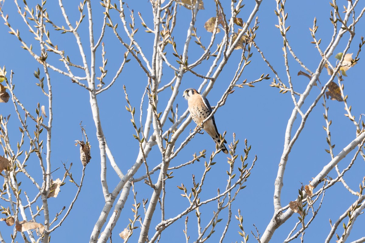 American Kestrel - ML627836417