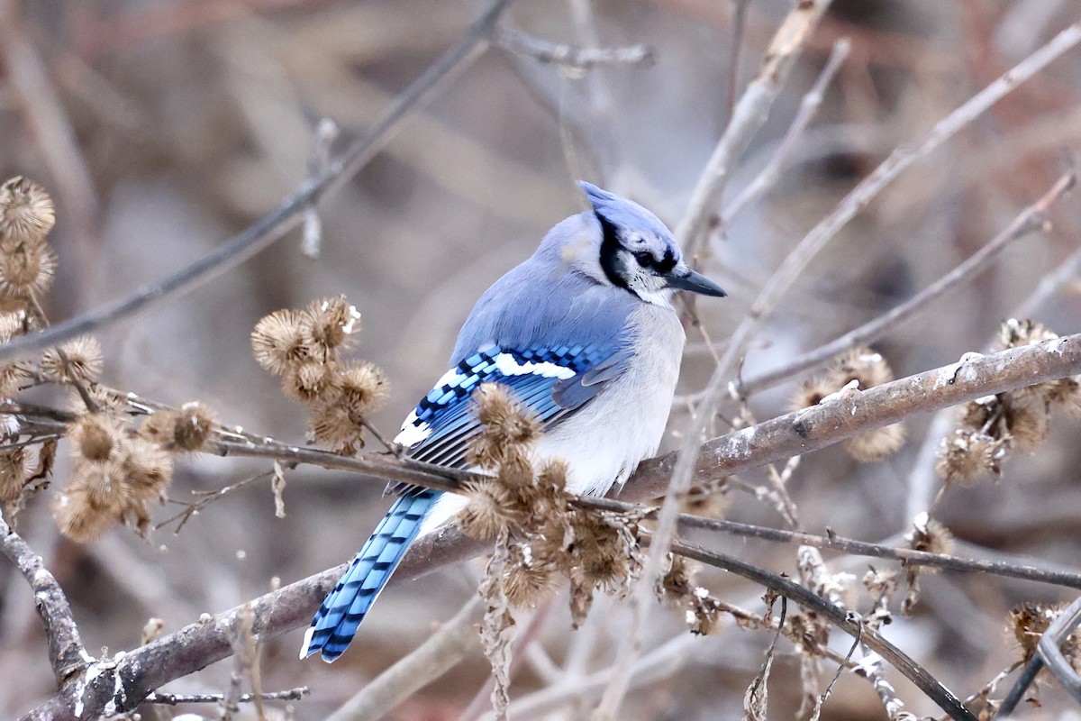 Blauhäher - ML627836429