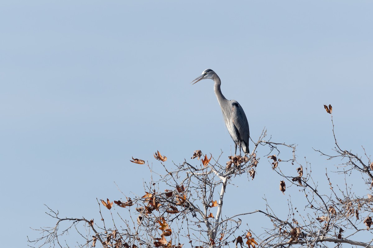 Great Blue Heron - ML627836447