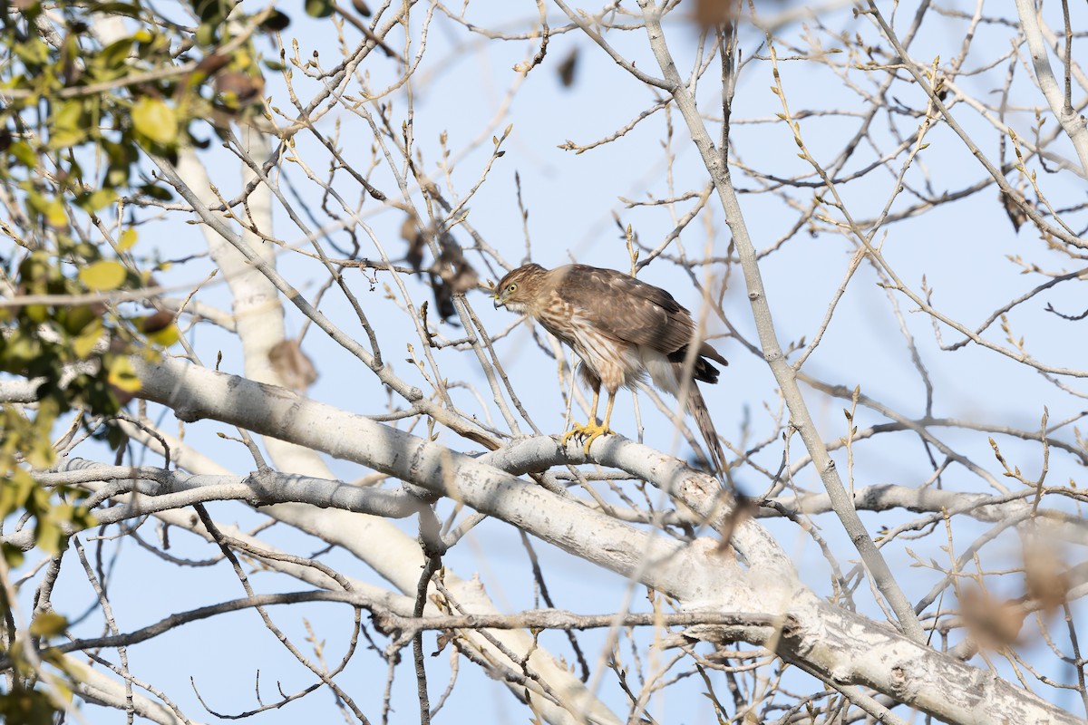 Cooper's Hawk - ML627836461