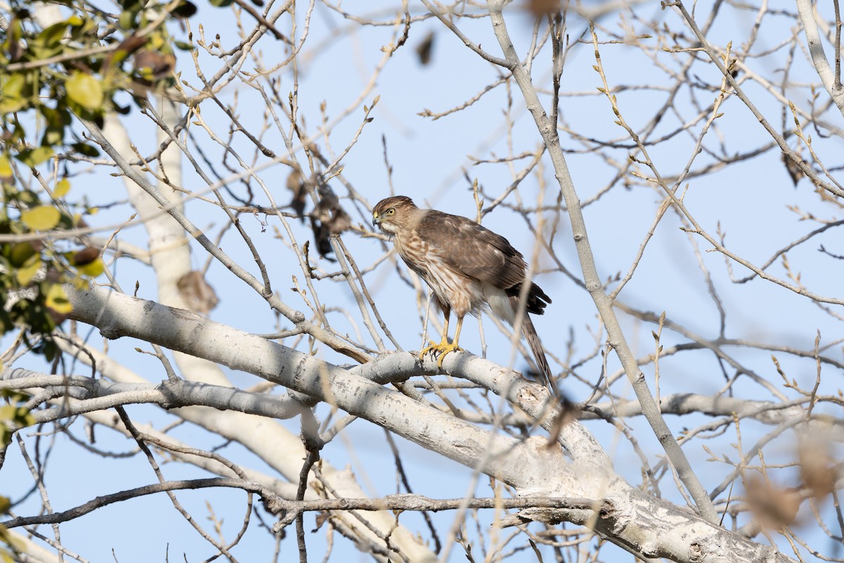 Cooper's Hawk - ML627836462