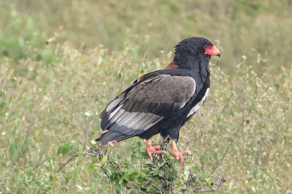 Águila Volatinera - ML627836474