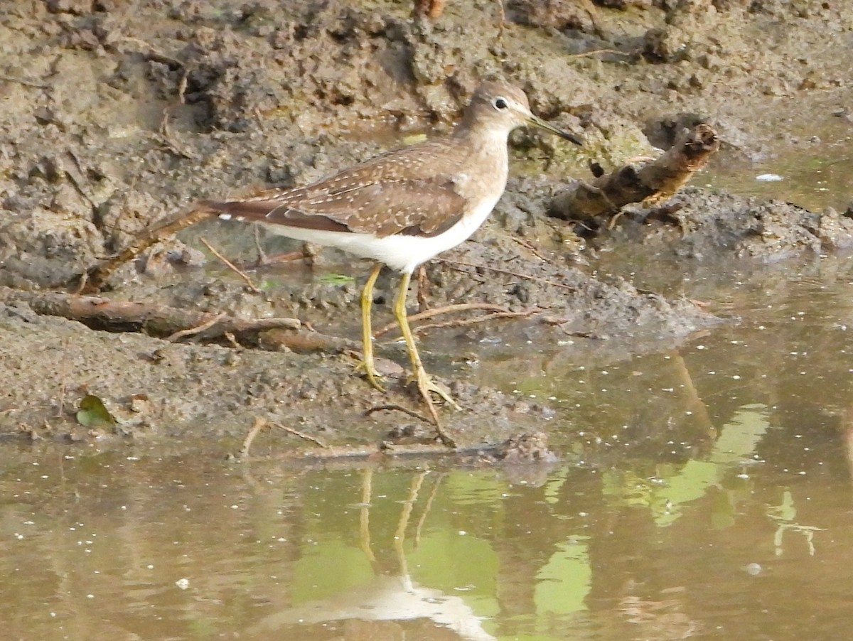Solitary Sandpiper - ML627836475
