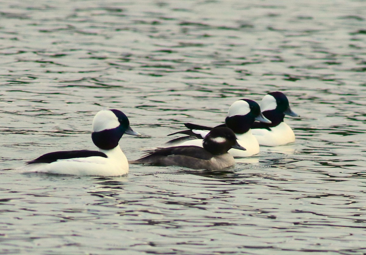 Bufflehead - ML627836524