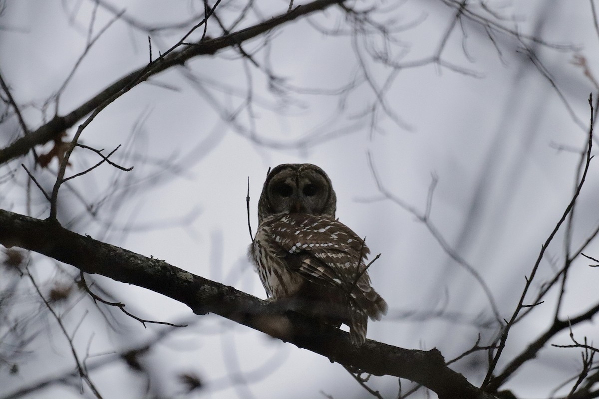 Barred Owl - ML627836566