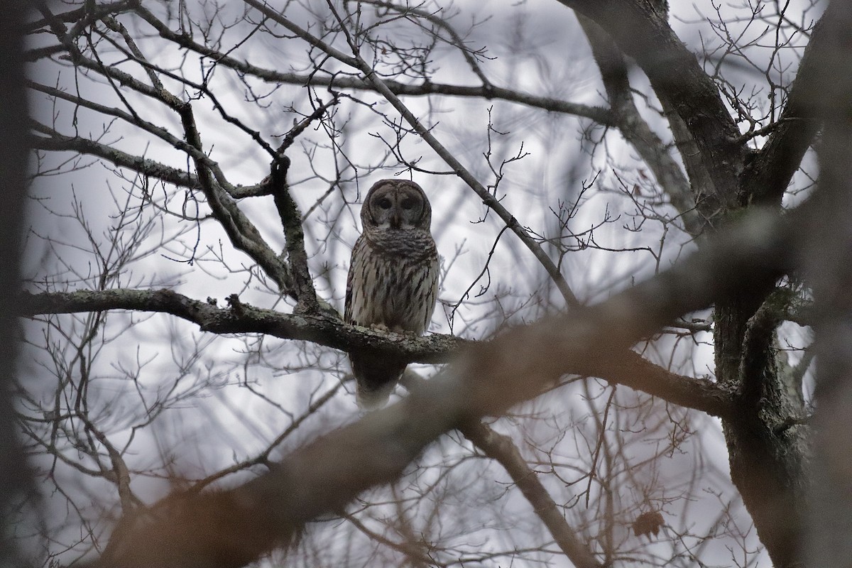 Barred Owl - ML627836567