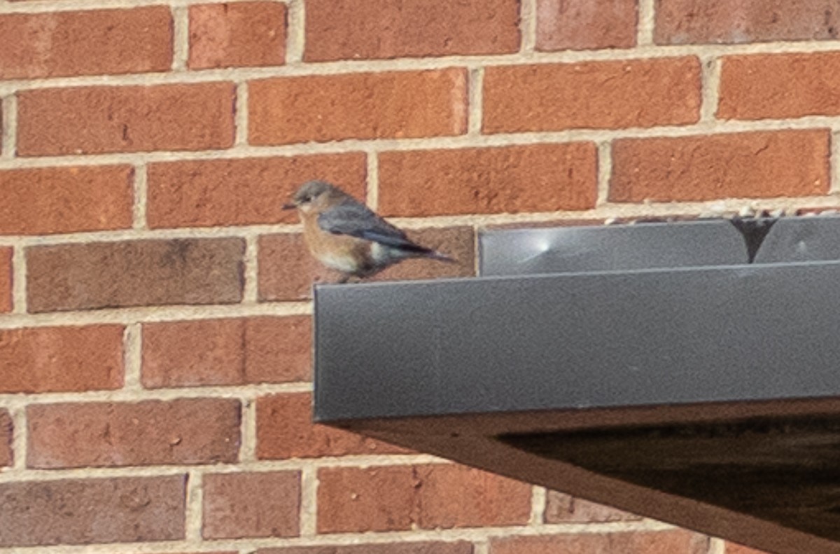 Eastern Bluebird (Eastern) - ML627836585