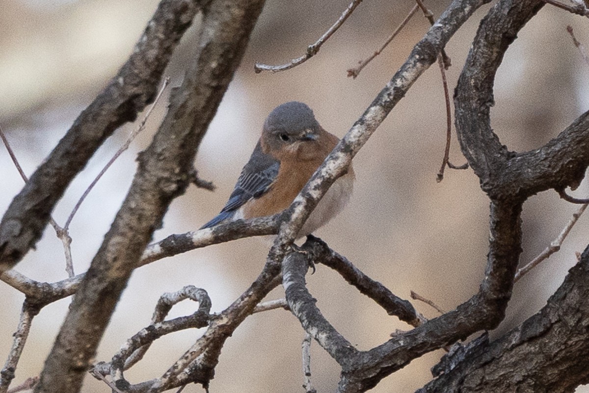 Eastern Bluebird (Eastern) - ML627836586