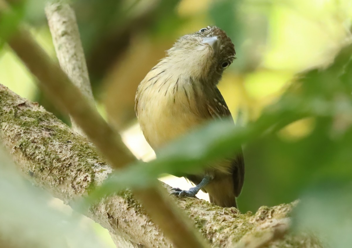 Spot-crowned Antvireo - ML627836605