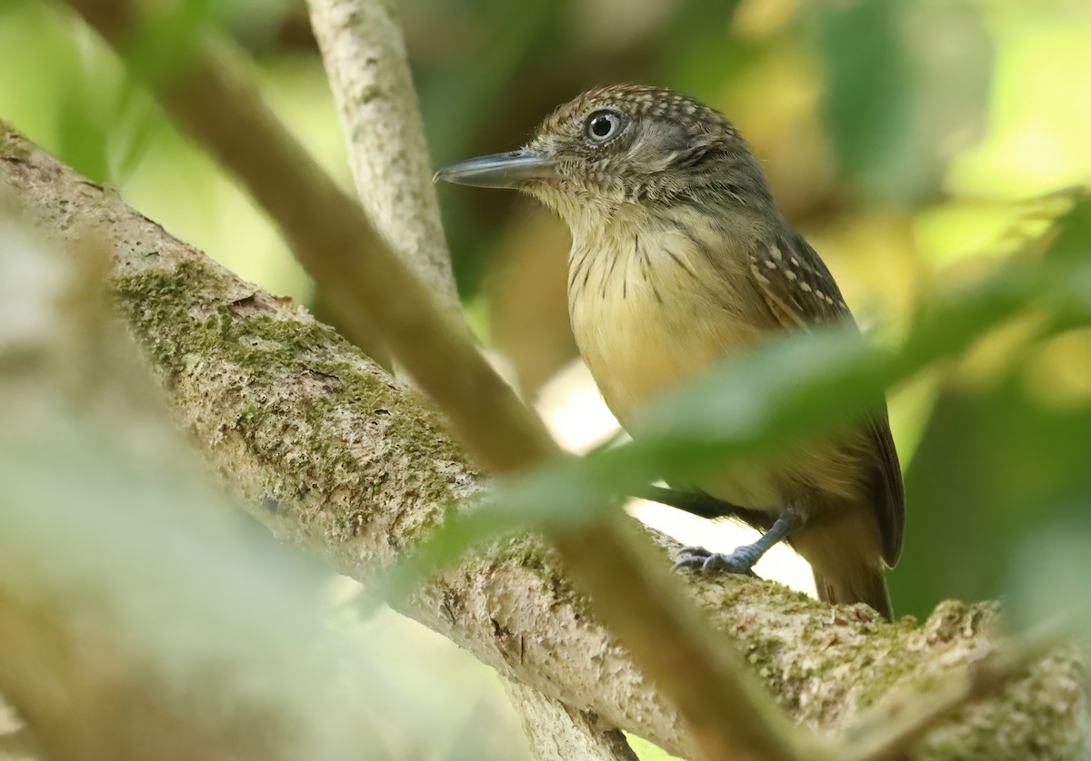 Spot-crowned Antvireo - ML627836606