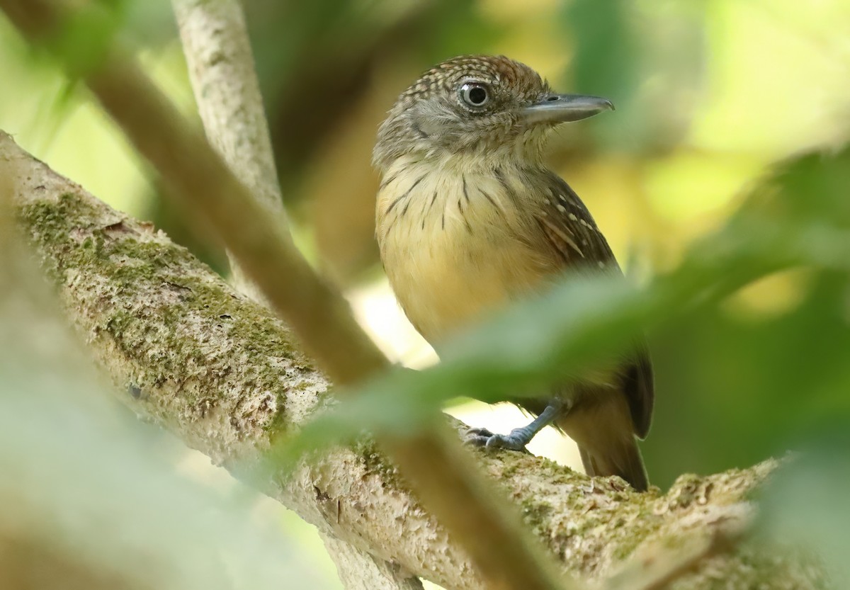 Spot-crowned Antvireo - ML627836607