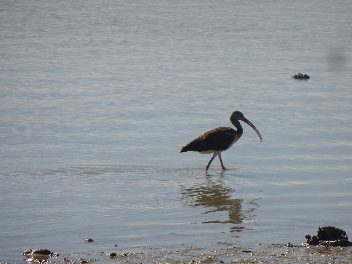 White Ibis - ML627836633