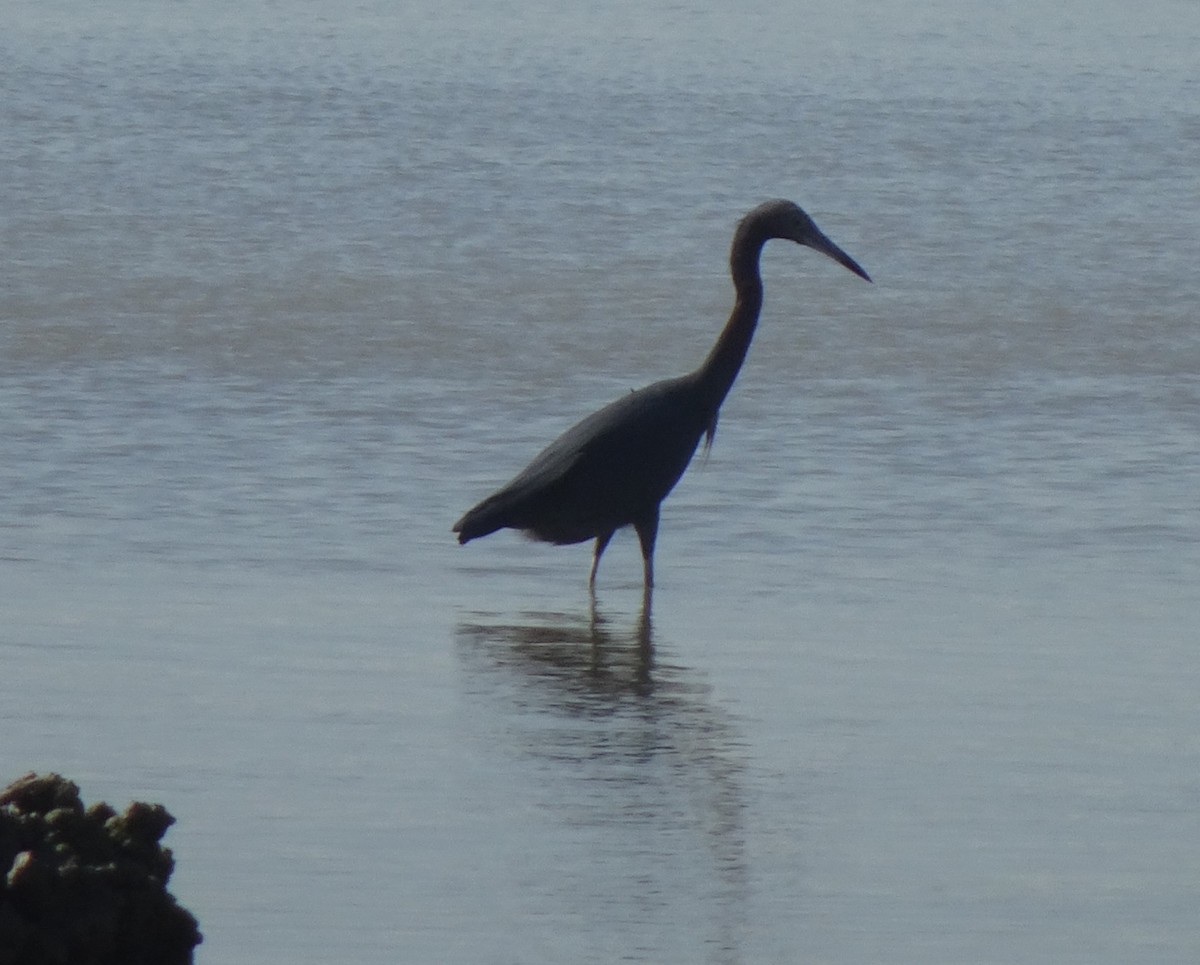 Little Blue Heron - ML627836634