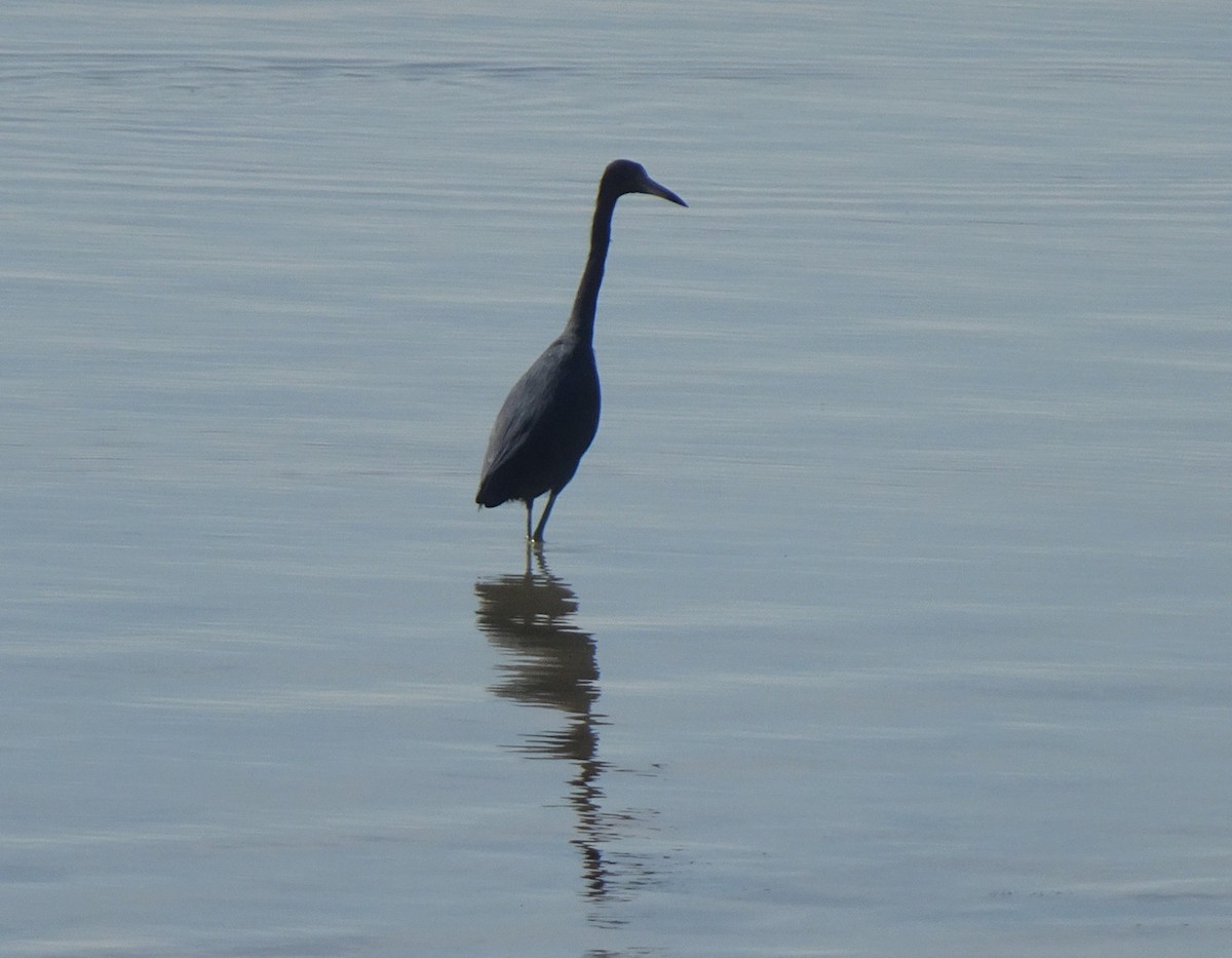 Little Blue Heron - ML627836635