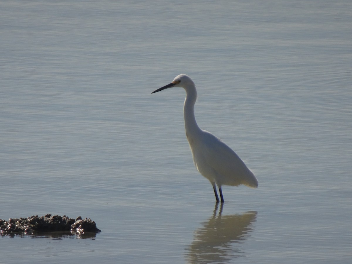 Snowy Egret - ML627836640