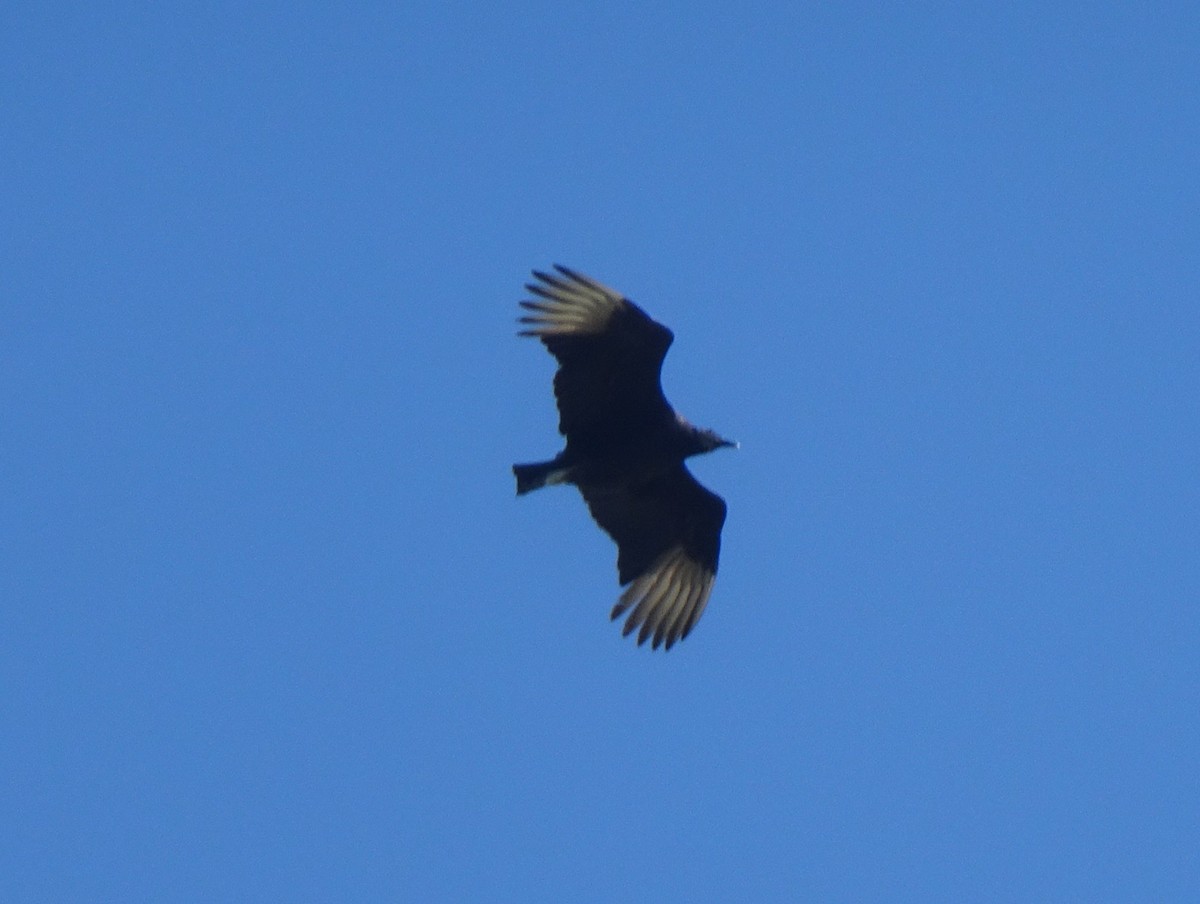 Black Vulture - ML627836642