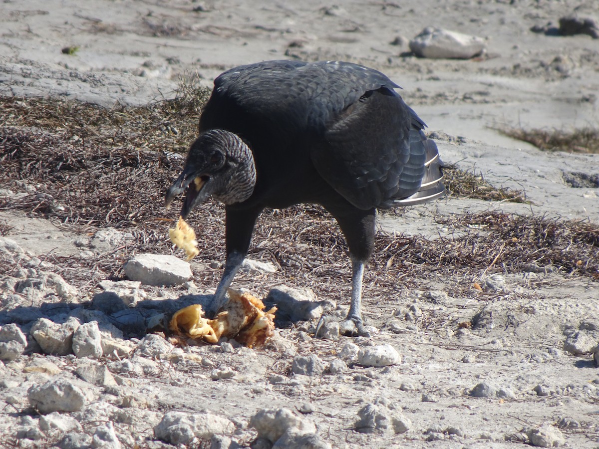 Black Vulture - ML627836648