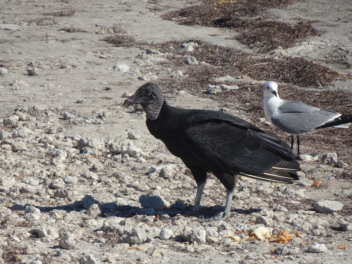 Black Vulture - ML627836649