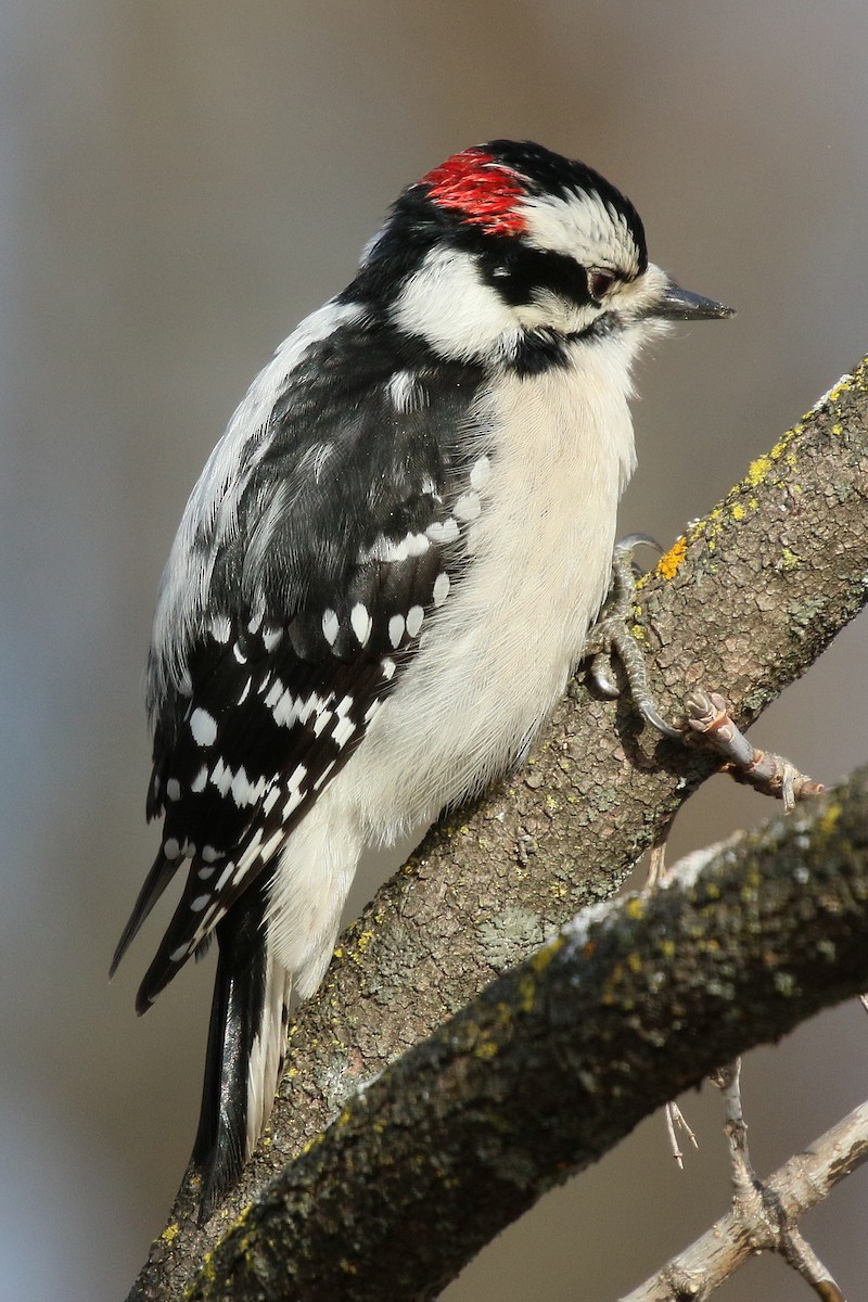 Downy Woodpecker - ML627836699