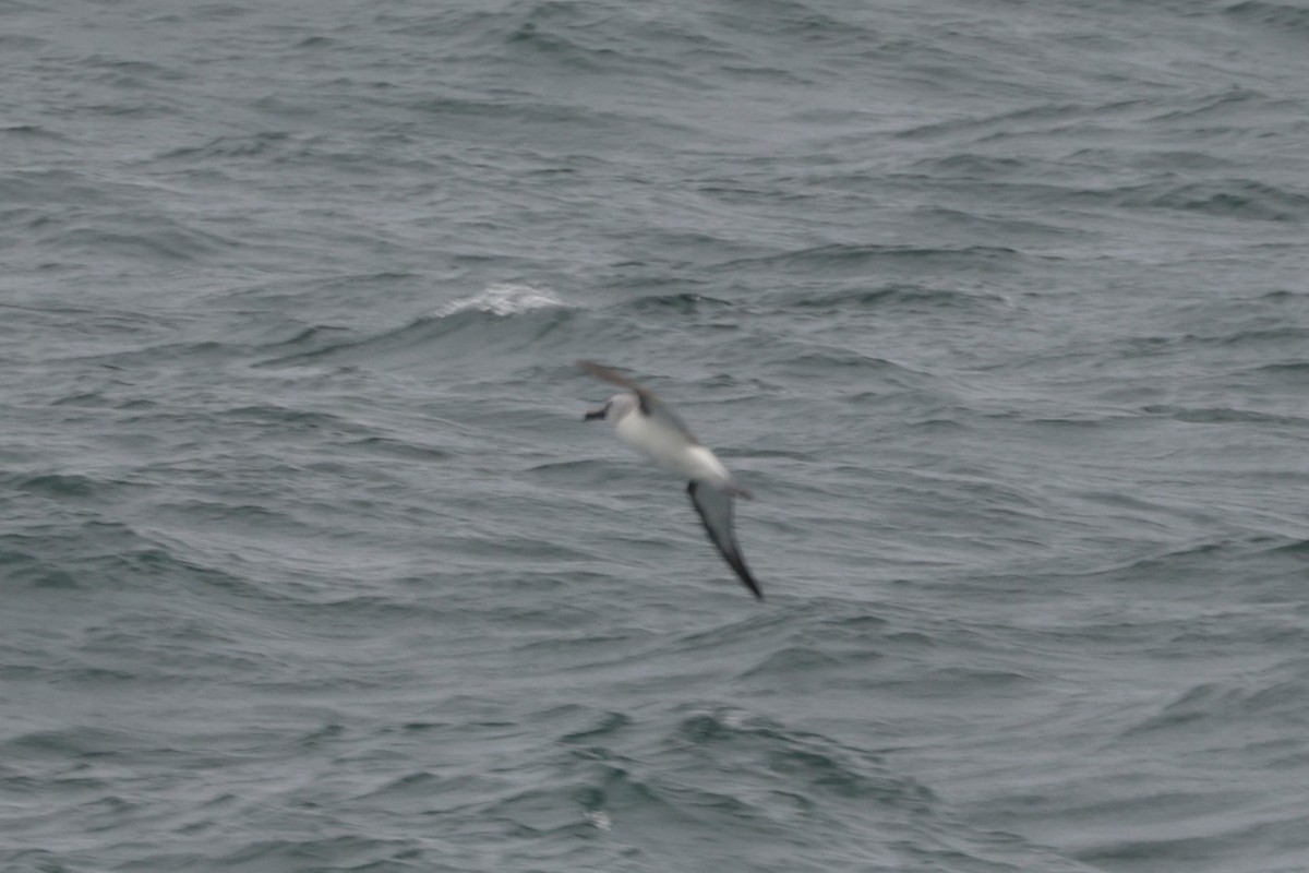 Atlantic Yellow-nosed Albatross - ML627836738