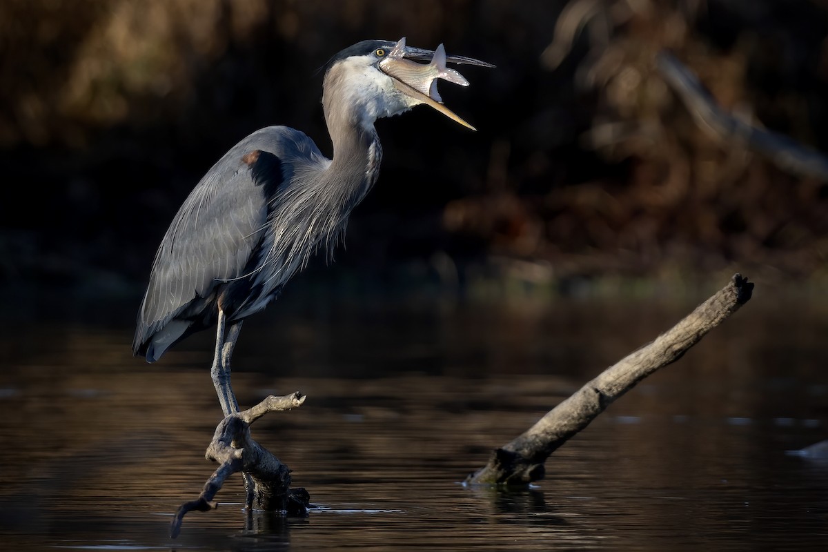 Great Blue Heron (Great Blue) - ML627836751