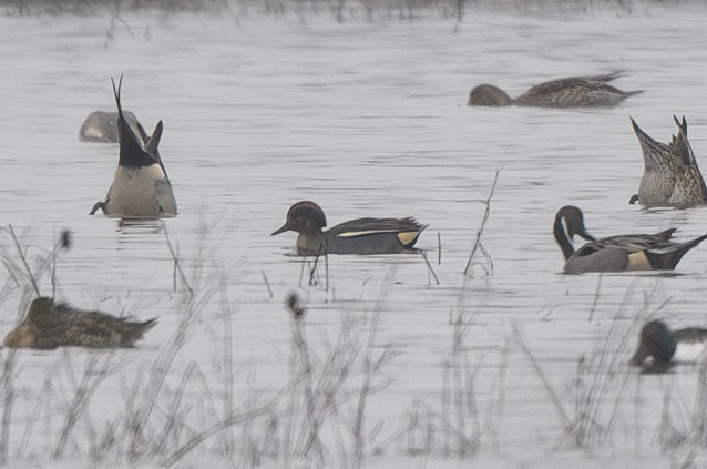 Green-winged Teal (Eurasian) - ML627836784