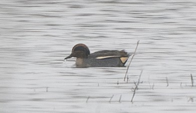 Green-winged Teal (Eurasian) - ML627836787