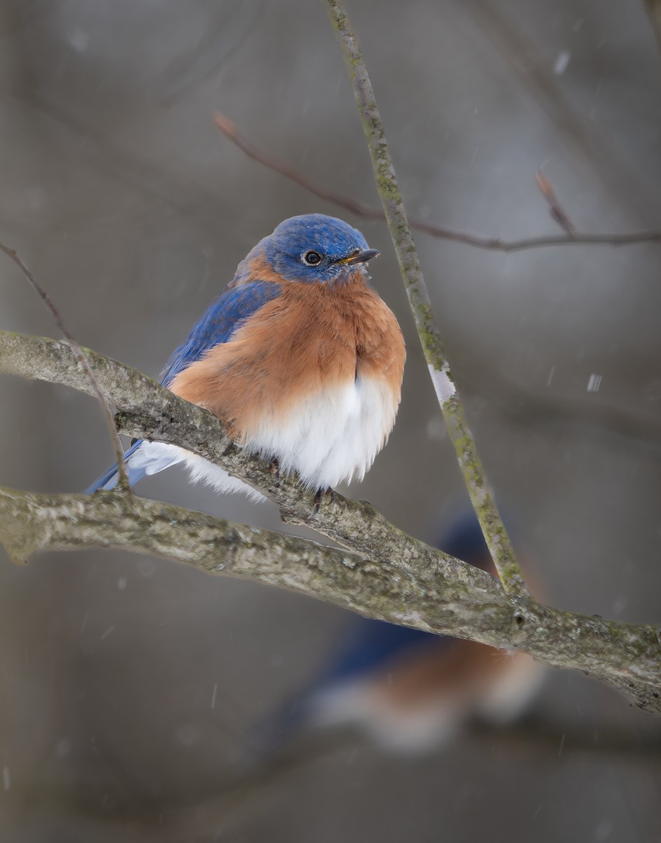 Eastern Bluebird - ML627836809