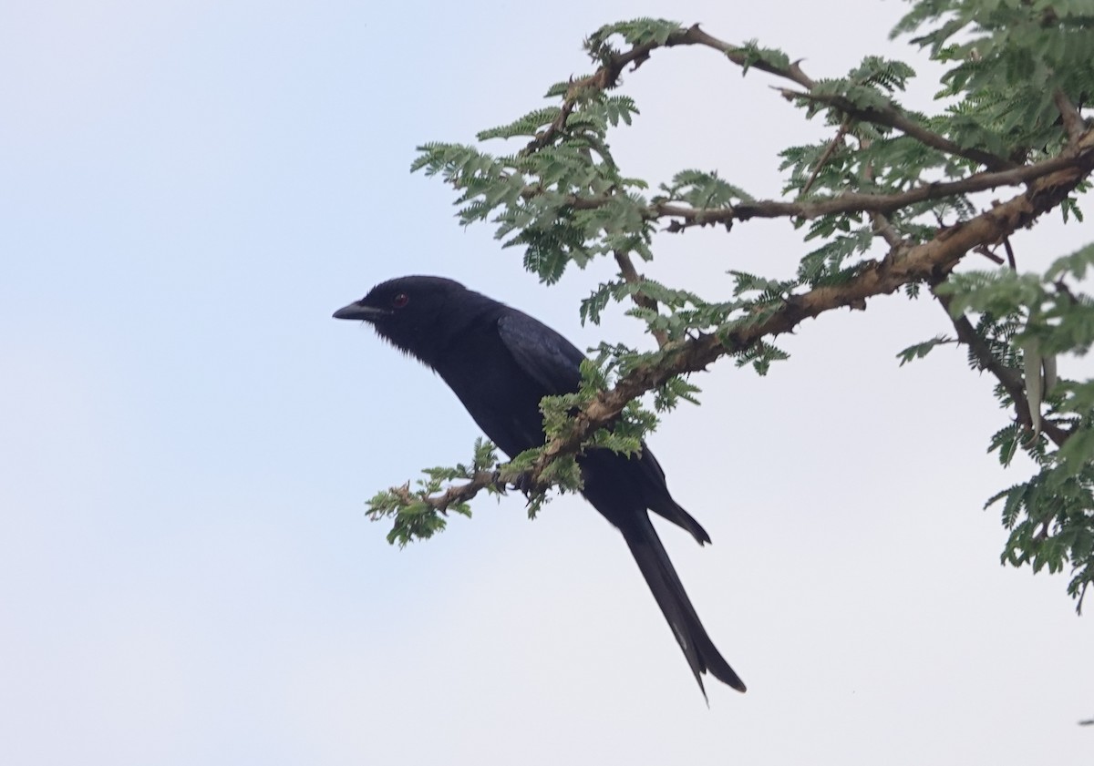 Drongo Ahorquillado - ML627836819