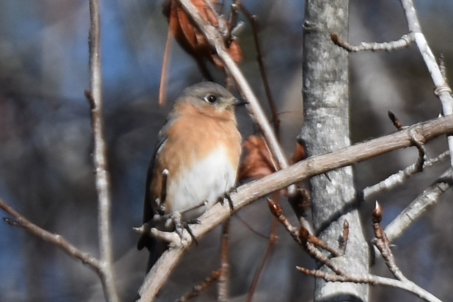 Eastern Bluebird - ML627836845