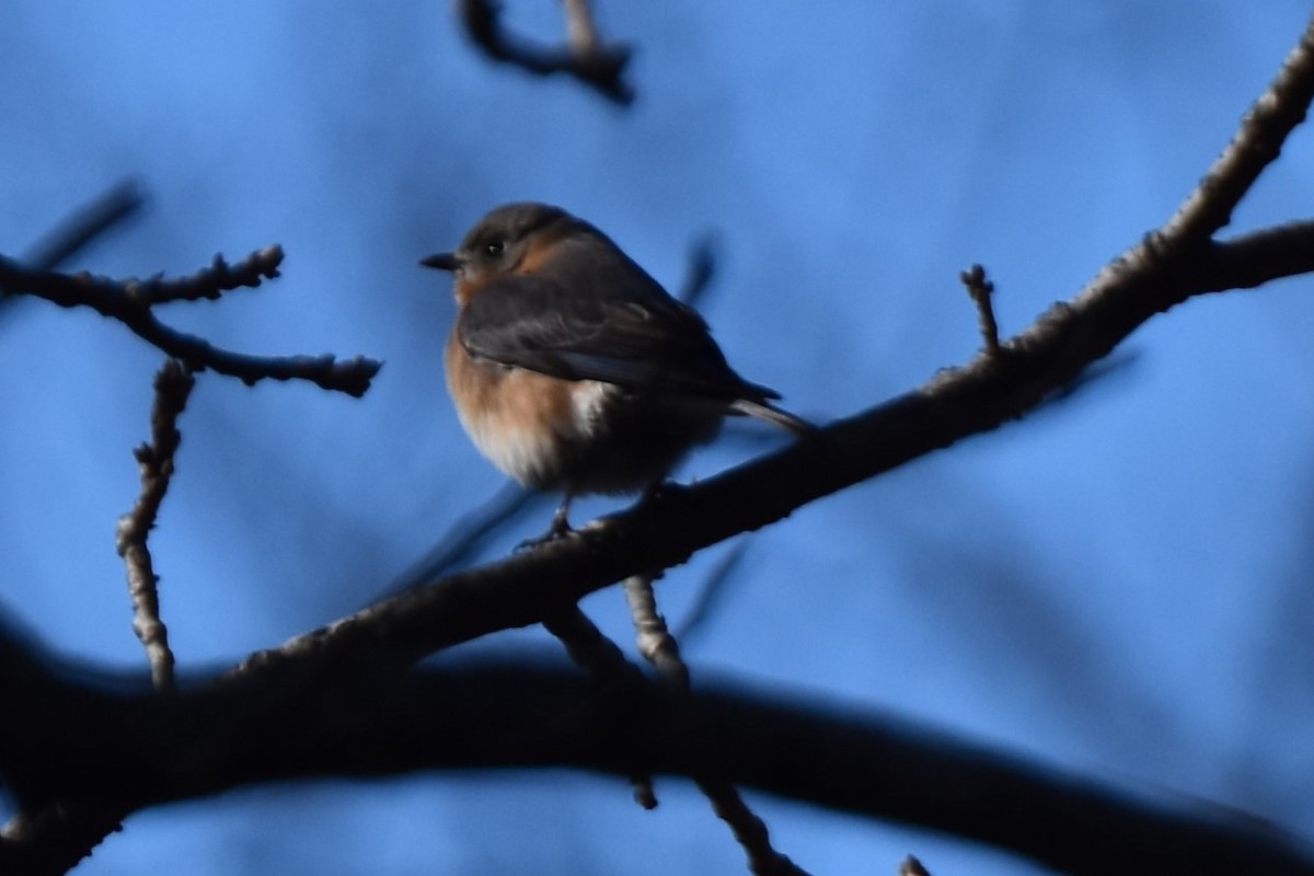 Eastern Bluebird - ML627836846