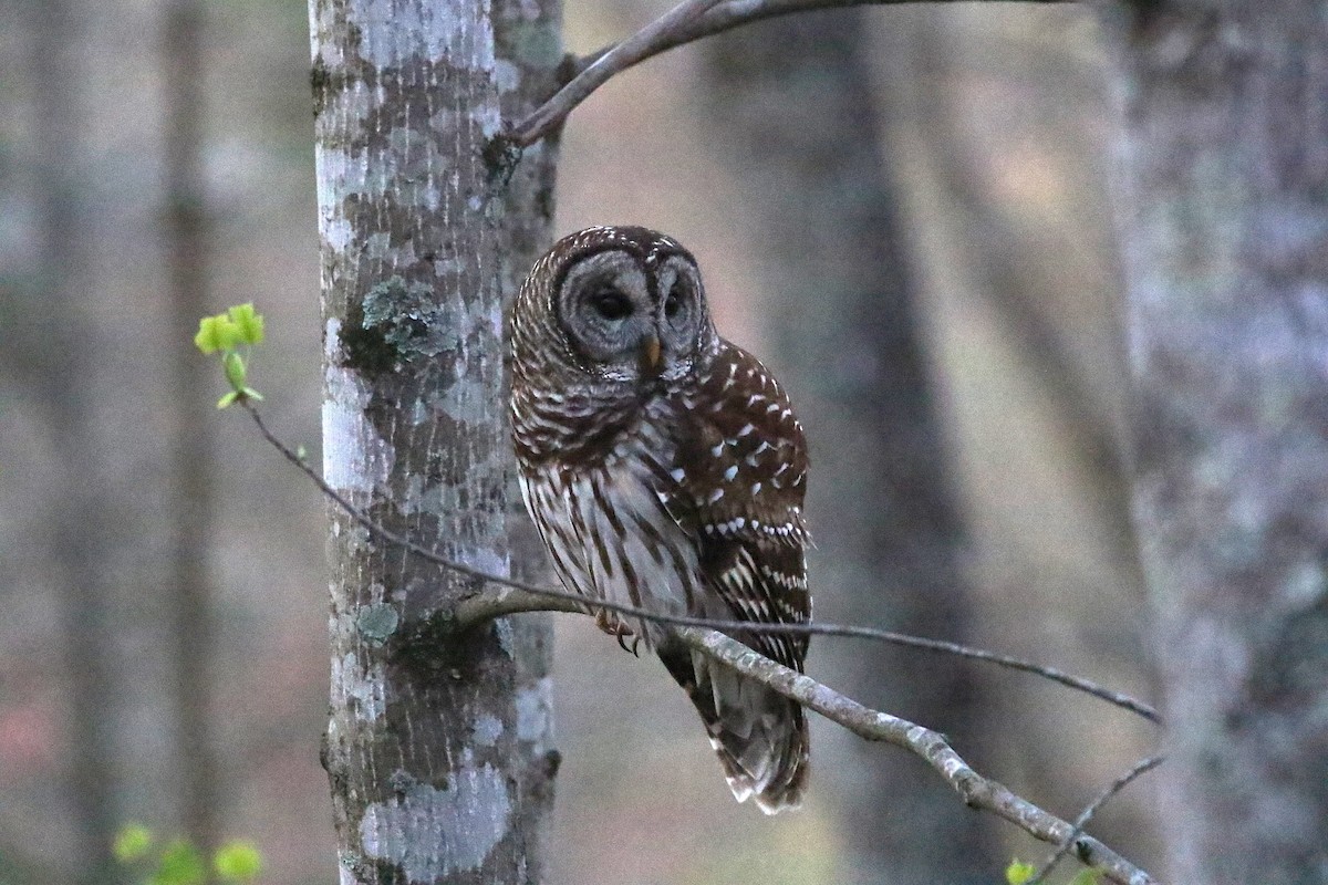 Barred Owl - ML627836868