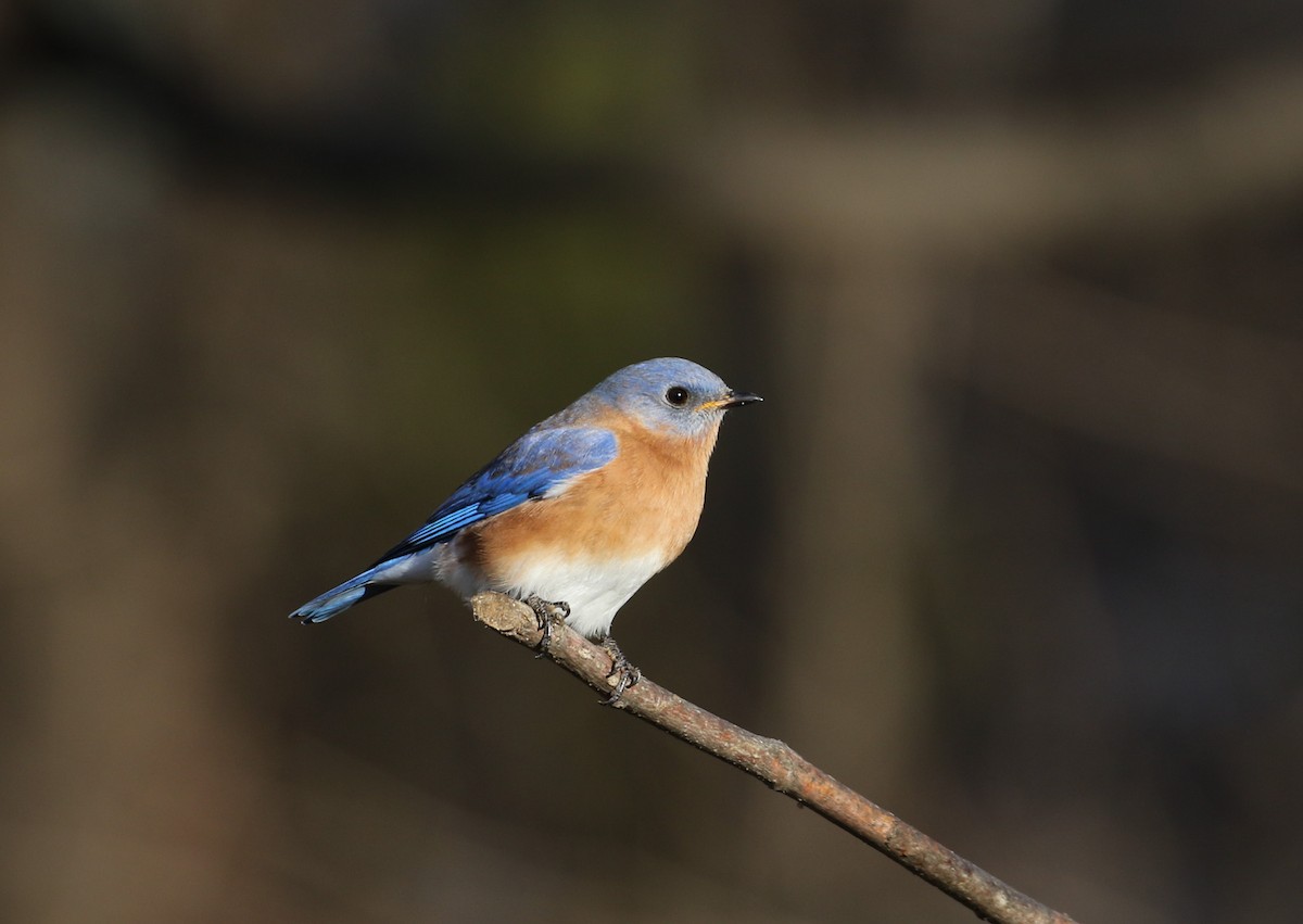 Eastern Bluebird - ML627836883