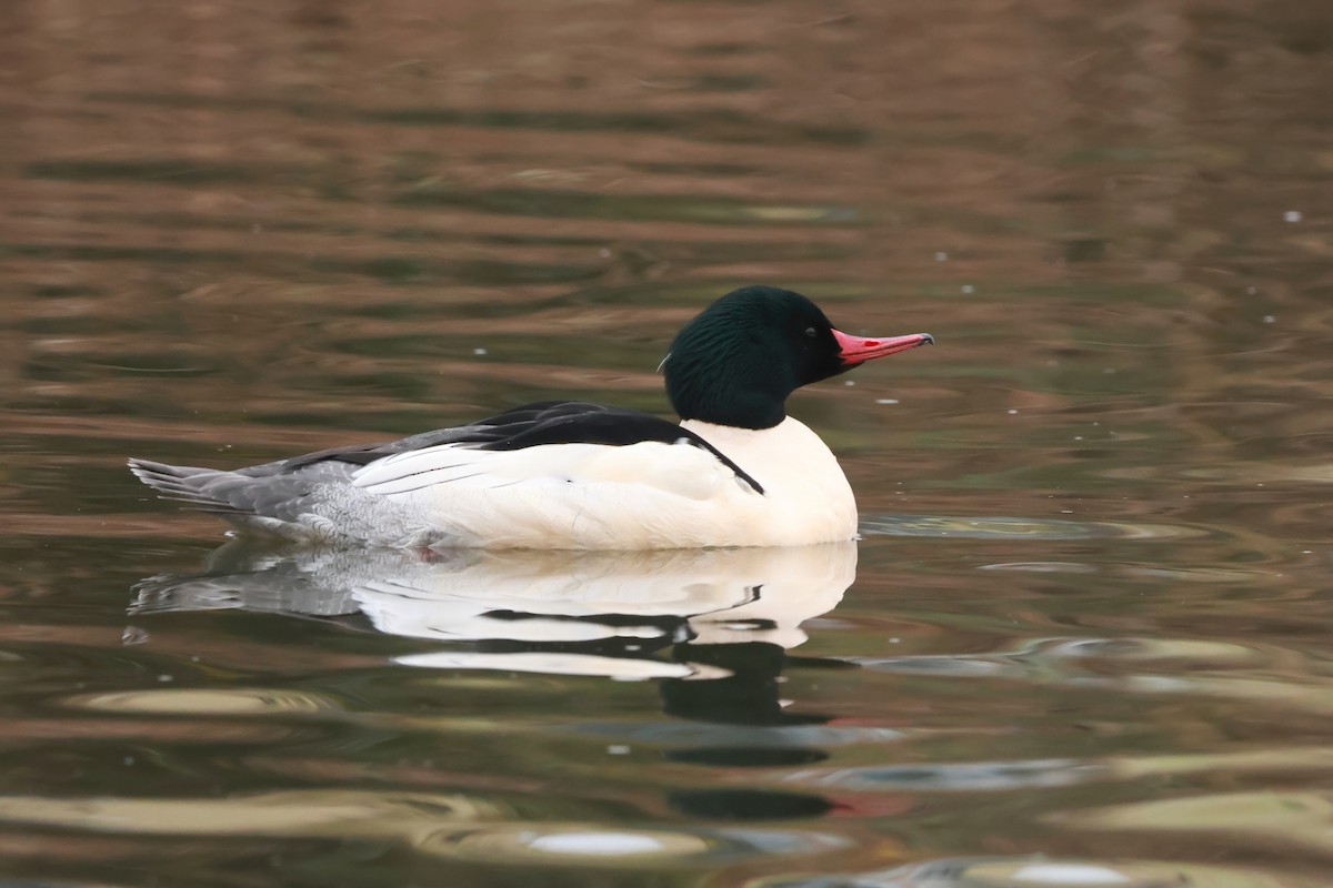 Common Merganser (North American) - ML627836890