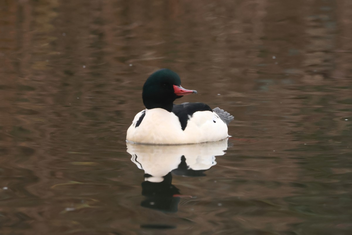 Common Merganser (North American) - ML627836891