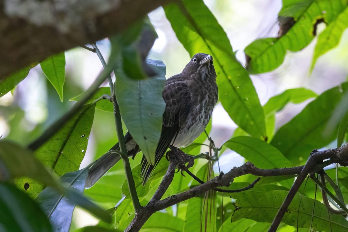 Pearly-eyed Thrasher - ML627836893