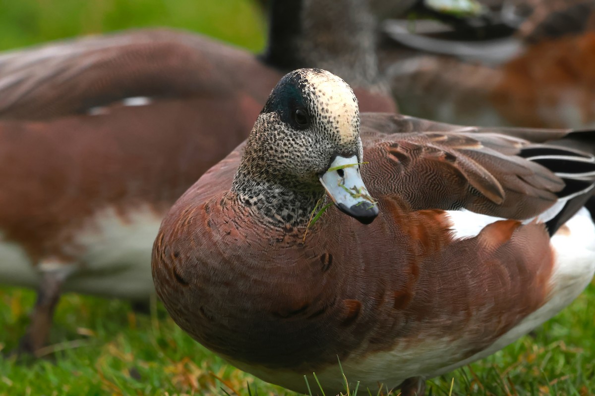 American Wigeon - ML627836904