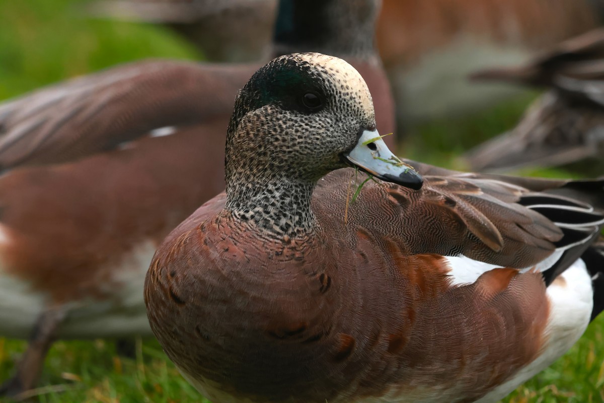 American Wigeon - ML627836906
