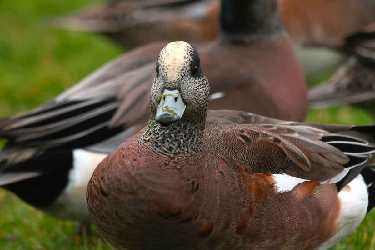 American Wigeon - ML627836907