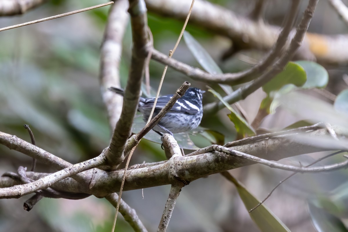 Elfin-woods Warbler - ML627836911