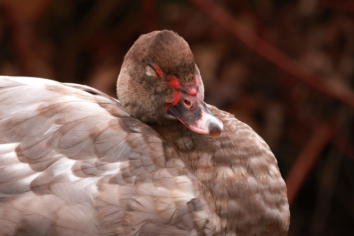 Muscovy Duck (Domestic type) - ML627836937