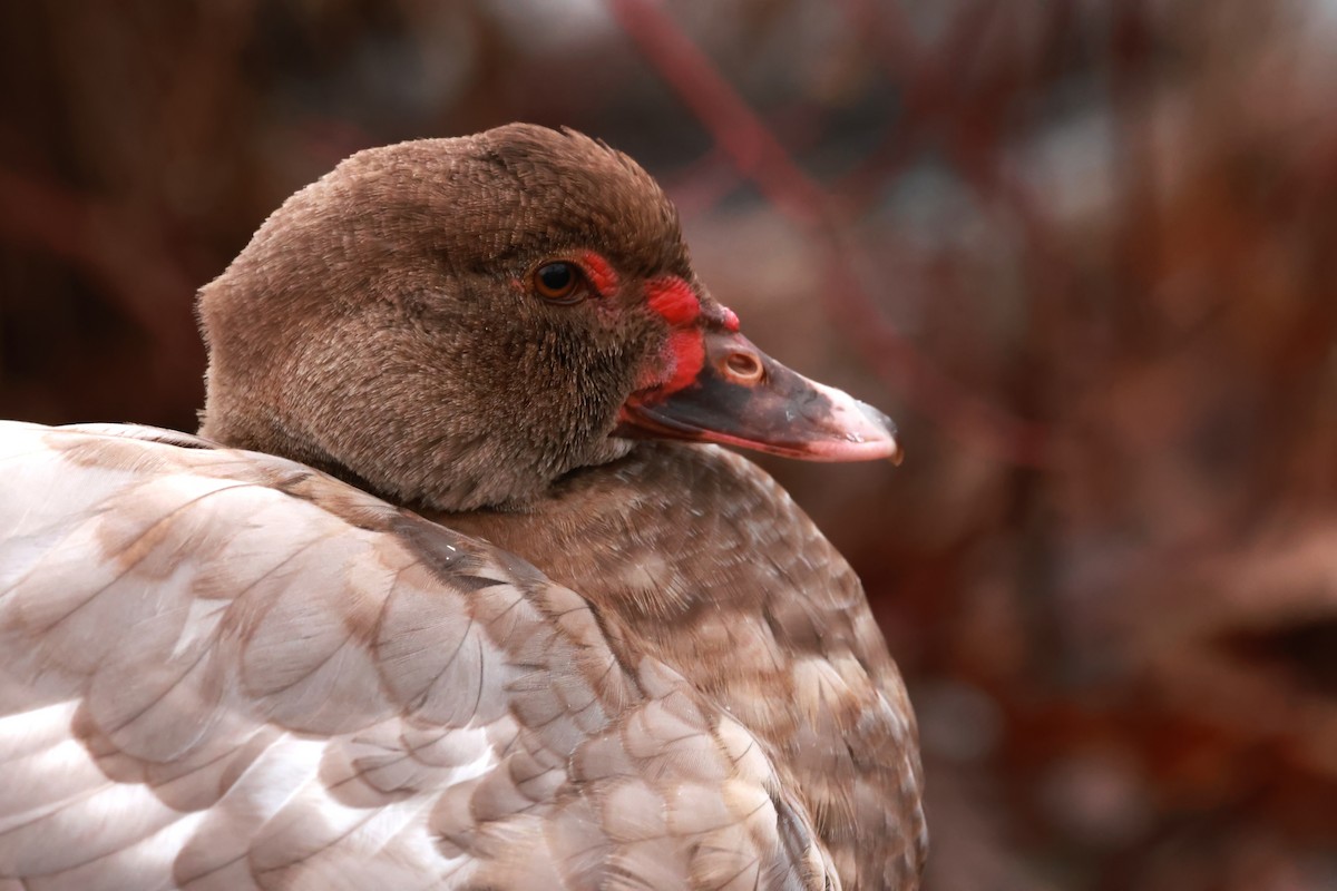 Muscovy Duck (Domestic type) - ML627836938